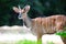 Male adult Nyala in its habitat