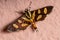 Male Adult Orange-spotted Flower Moth