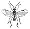 Male Adult Parasite Wasp, vintage illustration