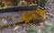 Male adult reeves pheasant sitting on the ground in closeup, a beautiful big bird from the chinese forest