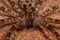 Male Adult Wandering Spider
