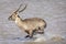 Male adult water buck running through water in Kruger Park in South Africa