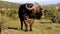 Male African Buffalo