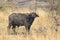 male African Buffalo standing in the bush savanna day