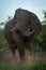 Male African bush elephant shakes his head