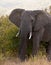 Male African Elephant