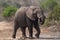 Male African elephant