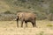 A Male African Elephant at Boteilierskop Reserve