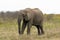 A Male African Elephant at Boteilierskop Reserve 2