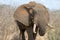 Male African Elephant bull close up of him feeding in the bush Kruger National Park in South Africa