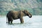 Male African elephant, Kazinga Channel, Uganda