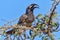 Male African Grey Hornbill With Caterpillar