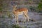 Male african impala with mouth open in the wild