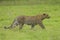 Male African Leopard stalking in South Africa