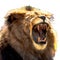 Male African lion baring his teeth - isolated