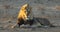 Male African lion - Kalahari desert