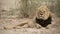 Male African lion with mane blowing in the wind