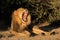 Male African lion yawning