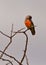 A male African Orange-bellied Parrot