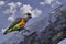 Male African Orange-bellied Parrot