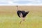 Male African Ostrich bird walking in open grassland at Serengeti National Park in Tanzania, Africa