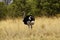 Male African Ostrich distinguished by his black plumage