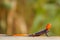 A male african rainbow lizard or red headed agama, Murchison Falls National Park, Uganda.