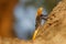 A male african rainbow lizard or red headed agama, Murchison Falls National Park, Uganda.