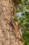 A male african rainbow lizard or red headed agama, Murchison Falls National Park, Uganda.