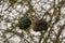 Male African southern masked weaver building bird nest