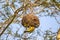 Male African southern masked weaver building bird nest