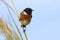 Male African Stonechat in bright colours sitting on grass stem r