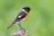 A male African stonechat perched on a branch, South Africa