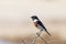 Male African Stonechat (Saxicola torquatus