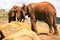 A male Agama Lizard on a volcanic rock in against the background of African Elephants at Tsavo East National Park in Kenya