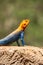 A male Agama Lizard on a volcanic rock in the wild at Tsavo East National Park in Kenya