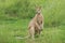 Male Agile Wallaby