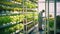 A male agronomist farmer checks green lettuce plants. Hydroponics and Vertical farming concept. Suitable for limited arable land.