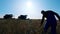 Male agronomist is walking along the field and touching wheat