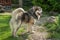 Male Alaskan Malamute stands in the yard, rear view