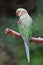 male Alexandrine Parakeet