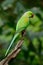 Male Alexandrine Parakeet (Psittacula eupatria)