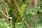 Male Alexandrine Parakeet (Psittacula eupatria)