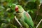 Male Alexandrine Parakeet (Psittacula eupatria)