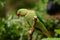 Male Alexandrine Parakeet (Psittacula eupatria)