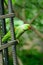 Male Alexandrine Parakeet (Psittacula eupatria)