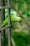 Male Alexandrine Parakeet (Psittacula eupatria)