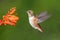 Male Allens Hummingbird (Selasphorus sasin)