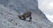 Male alpine ibex Capra ibex digs with hoof in rocks in Triglav National park, Julian Alps, Slovenia. Wild animal.