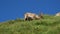 Male alpine ibex grazing on a mountain meadow